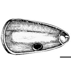 Ogive en zinc pour hélice Ø 22/25/30 mm Osculati - Ogive en zinc - ...